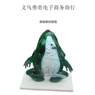 青蛙解剖教學模型 提升生物課堂效果的理想教具